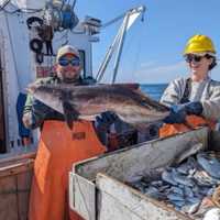 <p>The crew also caught a predatory fish known as a cobia.</p>