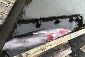 Upside-down, Dead Whale Wedged In NJ Marina