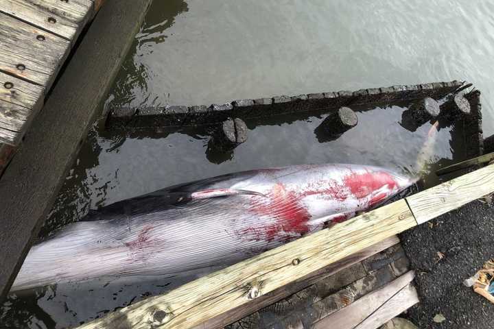 Upside-down, Dead Whale Wedged In Leonardo State Marina