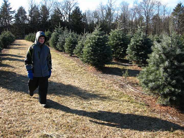 Orangetown police are offering Christmas tree safety tips.