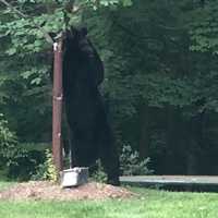 <p>The &#x27;Brewster Bear&#x27; gets acquainted with a tree.</p>