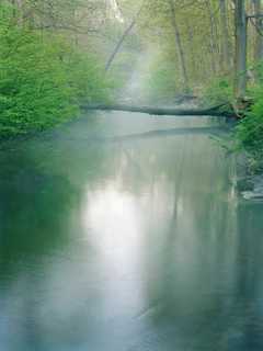 Bruce Museum Offers Mianus River Gorge Photo Exhibit