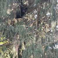 Bear Spotted In PA Suburbs [Photos], Police Say