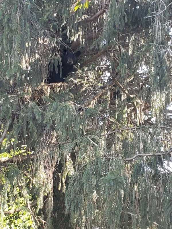 Bear Spotted In PA Suburbs [Photos], Police Say