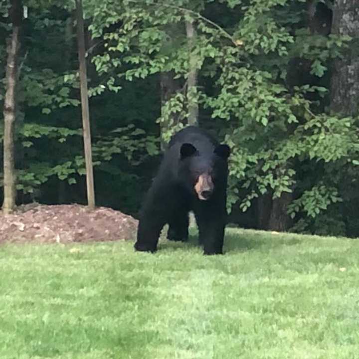 A bear sighted in Brewster.