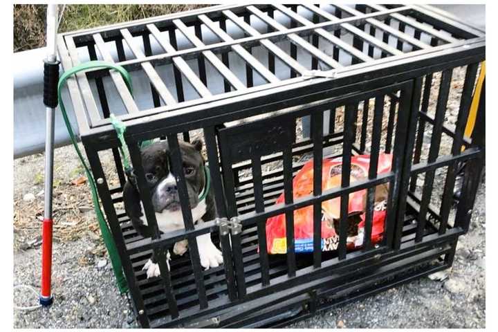 SEE ANYTHING? Bulldog Dumped Alongside Route 287