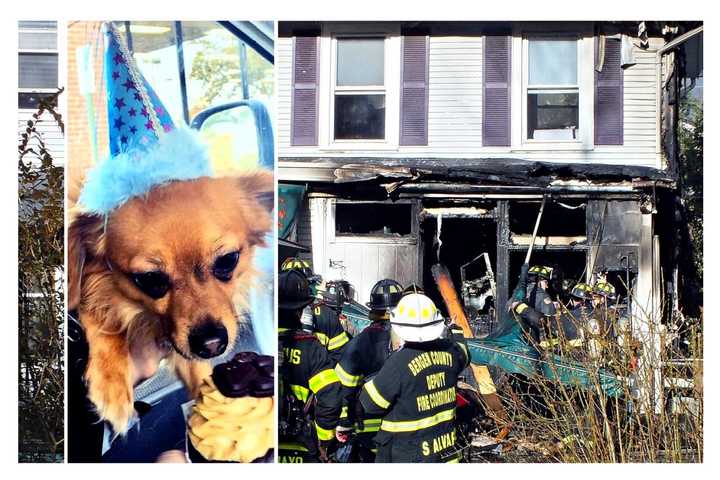 MISSING: Search For Linguini The Chiweenie Continues After Ridgewood House Fire