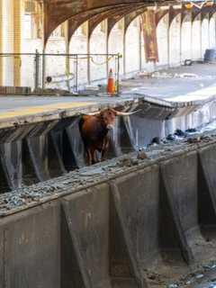 STEER CLEAR: Bull Wandering On Tracks Delays NJ Transit Service In Newark