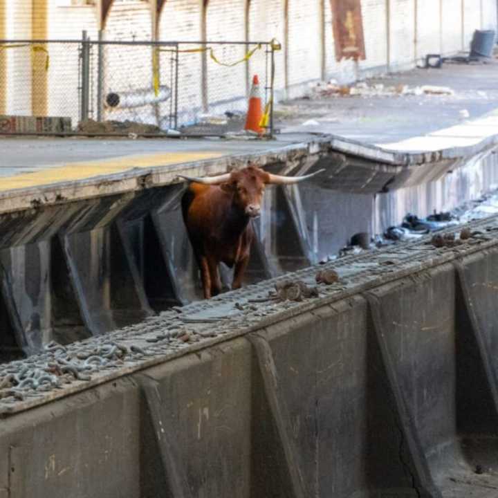 A bull enjoying the view at Newark Penn Station.