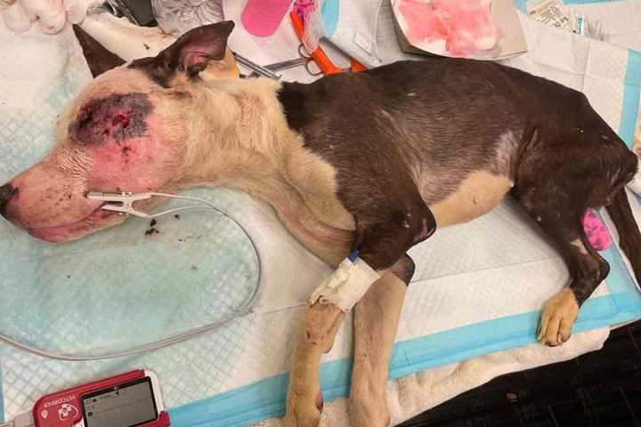 Heavily Abused Dog In S. Coatesville Has Leg Amputated, Suspect Facing Charges: Rescuers