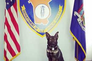 Retired Westchester Police K-9 Dies: 'We Are Grateful,' Department Says