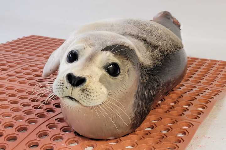 Seal Bitten By Shark Rescued In Surf City: Officials