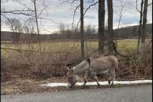 'Please Bring Her Home': $3K Reward Offered For Recovery Of Missing Donkey In Bethlehem