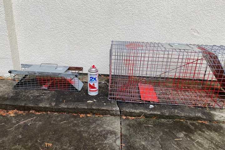 Man From Region Accused Of Illegally Trapping Squirrels, Spraying Them With Red Paint: Police