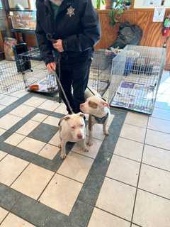 Dogs Freeze In Crate Abandoned Outside Of Morris County Shopping Center: Authorities