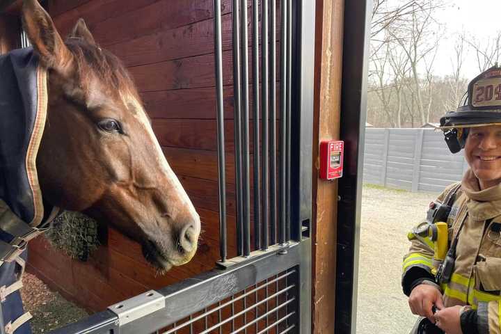 Horse Pulls Fire Alarm At Farm In Westchester