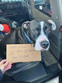 Abandoned Dog Tied To Pole In NJ Town: Police
