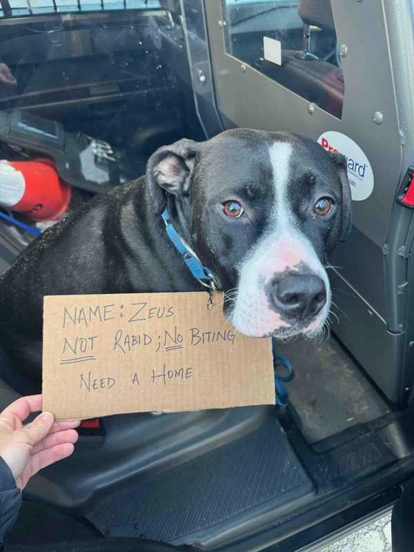 Abandoned Dog Tied To Pole In NJ Town: Police