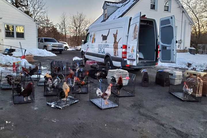 25 People Scramble As Cockfighting Ring Is Uncovered In Doylestown: SPCA