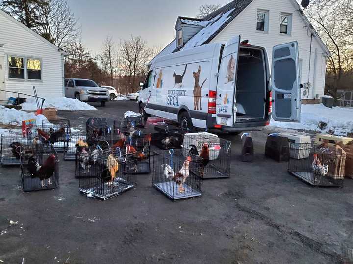 Cockfighting ring uncovered in Doylestown.