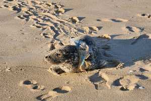 Plastic From Bottled Water Entangles Seal On NJ Beach