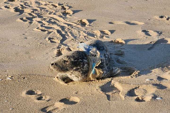 Plastic From Bottled Water Entangles Seal In Beach Haven