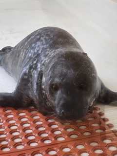 Baby Seal Dies After Wandering Streets Of Jersey Shore City