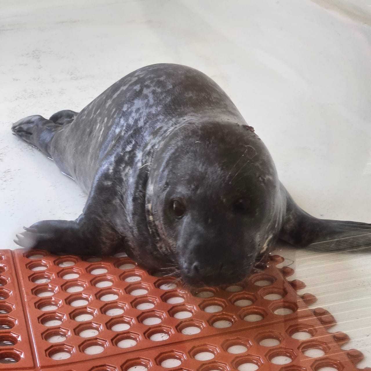 Baby Seal Dies After Wandering Streets Of Jersey Shore City | Villas ...