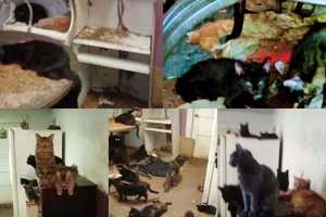 140 Cats Found In Cockroach-Infested Paterson Home: 'Worst Hoarding Case In Years'