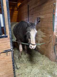 Horse Rescued From Creek In Hunterdon County: Whitehouse Rescue Squad