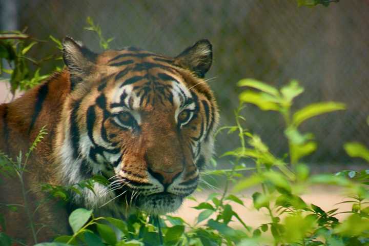 'Majestic And Beautiful' Tiger At Popcorn Park Animal Refuge Dies