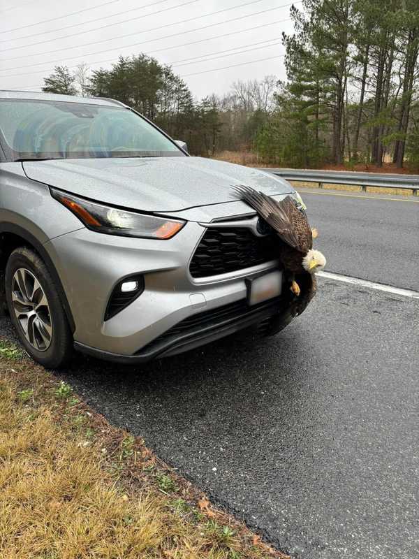 Bald Eagle Rescued After Getting Stuck To Grill Of SUV In Southern Maryland