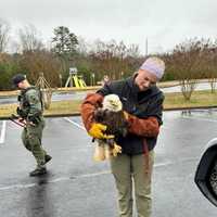 <p>The rescued eagle.</p>