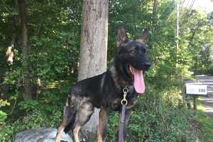 Hunterdon County Police Dog Mourned