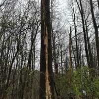 <p>The tree was struck by lightning in Carroll County.</p>