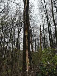 Lightning Strike Hits Tree, Sparks House Fire In Maryland: Investigators