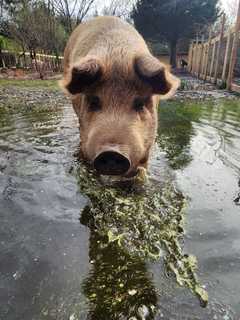 Egg Harbor City Animal Rescue Damaged By Flooding Pleads For Help: 'I Just Feel So Helpless'