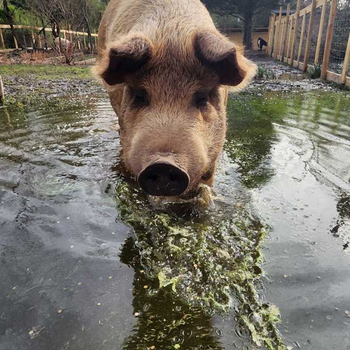 Flooding at&nbsp;Kimmy's Safe Haven Rescue in Egg Harbor City, NJ.