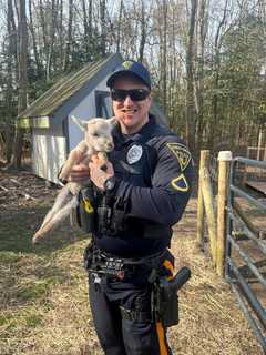 Wooly Wranglers: Police Return Sheep Herd To Its South Jersey Home