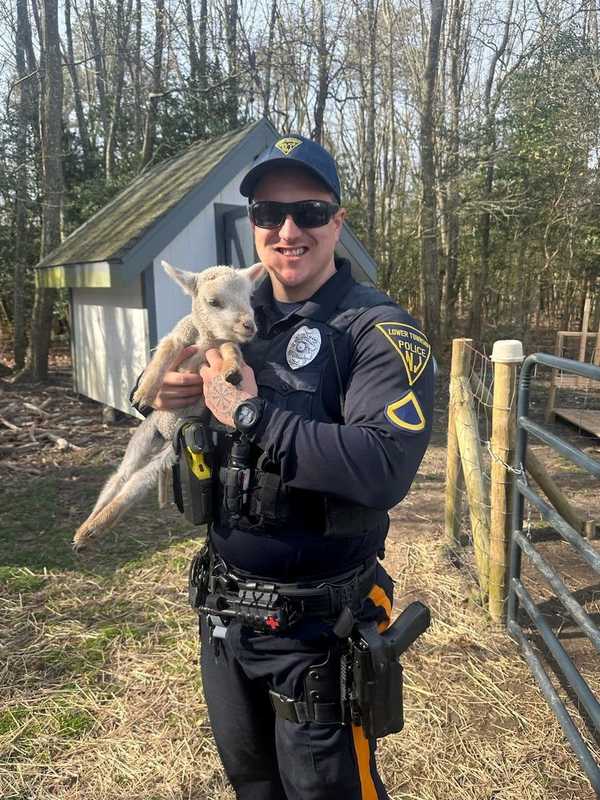 Wooly Wranglers: Police Return Sheep Herd To Its Lower Township Home