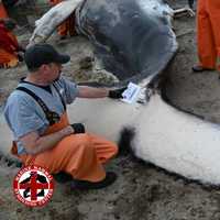 <p>A dead humpback whale found along the shore in Long Beach, NJ, on Thursday, Apr. 11, 2024.
  
</p>