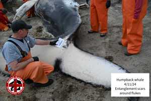 Humpback Whale Found In Long Beach Died From Blunt Force Trauma, Autopsy Shows