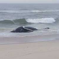 <p>A dead humpback whale found along the shore in Long Beach, NJ, on Thursday, Apr. 11, 2024.</p>