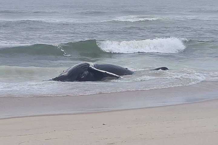 First Dead Whale Of 2024 Washes Up Along Jersey Shore