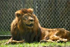 Beloved Lion With 'Majestic Roar' Dies After 10 Years At Popcorn Park Animal Refuge