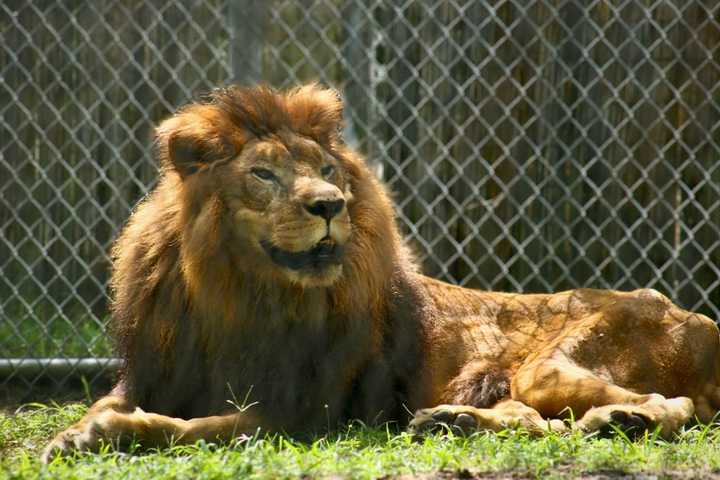 Beloved Lion With 'Majestic Roar' Dies After 10 Years At South Jersey Animal Refuge