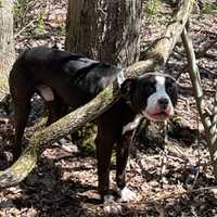 <p>Kobe, the dog, was found hooked to a tree and abandoned.&nbsp;</p>