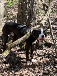 Dog Found Purposely Hooked By Collar To Tree At Sanctuary In CT