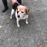 <p>This beagle was found by police in Ramapo</p>