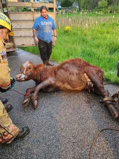 Cow Trapped In Mud Rescued by Hunterdon County Responders (PHOTOS)